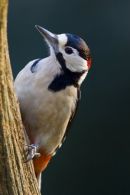 Greater_Spotted_Woodepecker